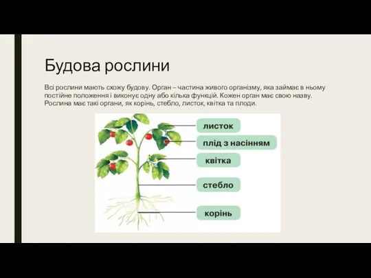 Будова рослини Всі рослини мають схожу будову. Орган – частина живого організму,