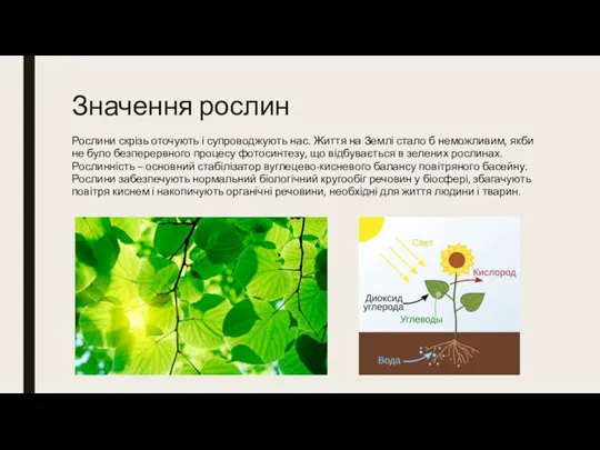 Значення рослин Рослини скрізь оточують і супроводжують нас. Життя на Землі стало