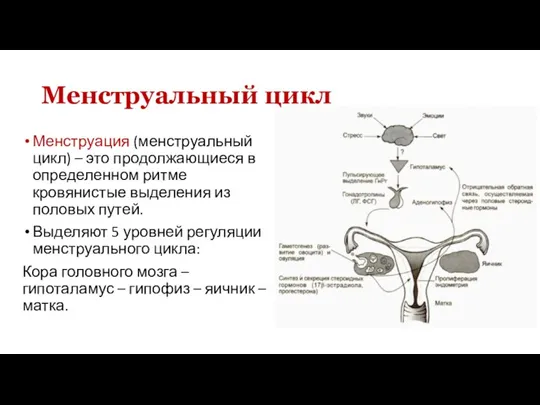 Менструальный цикл Менструация (менструальный цикл) – это продолжающиеся в определенном ритме кровянистые
