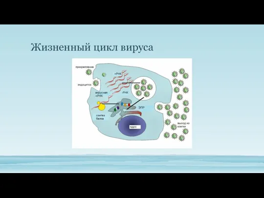 Жизненный цикл вируса