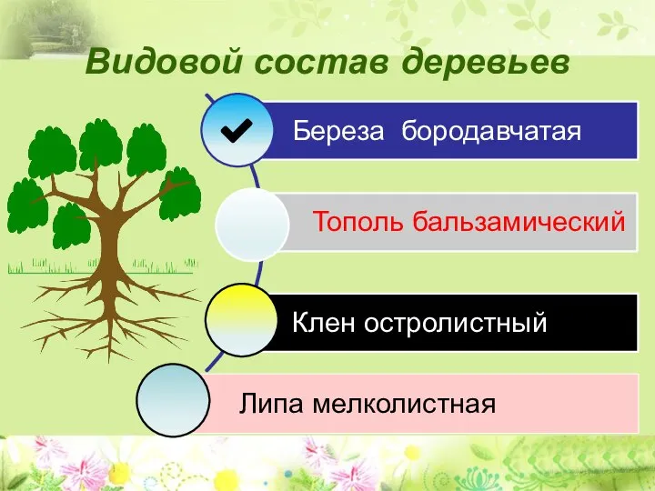 Видовой состав деревьев