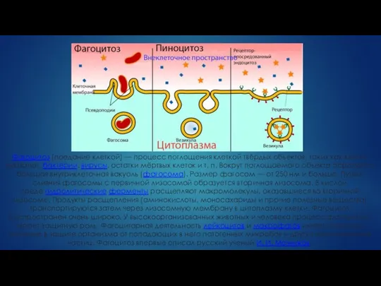 Фагоцитоз (поедание клеткой) — процесс поглощения клеткой твёрдых объектов, таких как клетки