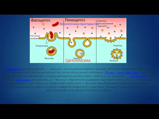 Пиноцитоз (питьё клеткой) — процесс поглощения клеткой жидкой фазы из окружающей среды,