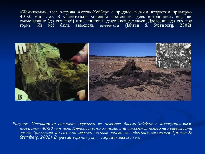 «Ископаемый лес» острова Аксель-Хейберг с предполагаемым возрастом примерно 40-50 млн. лет. В