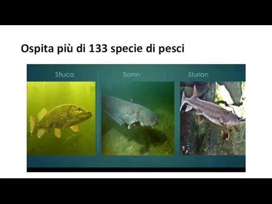 Ospita più di 133 specie di pesci