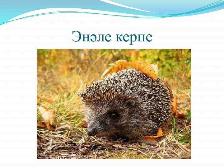 Энәле керпе