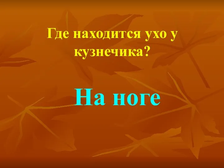 Где находится ухо у кузнечика? На ноге