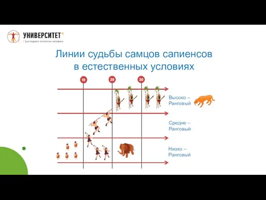 Высоко – Ранговый Средне – Ранговый Низко – Ранговый Линии судьбы самцов сапиенсов в естественных условиях