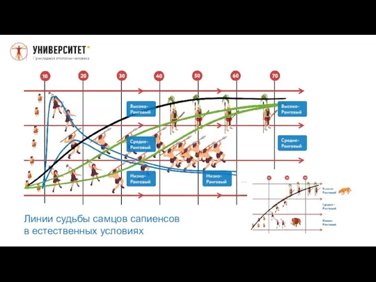 Линии судьбы самцов сапиенсов в естественных условиях