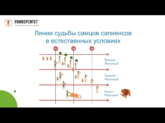 Высоко – Ранговый Средне – Ранговый Низко – Ранговый Линии судьбы самцов сапиенсов в естественных условиях