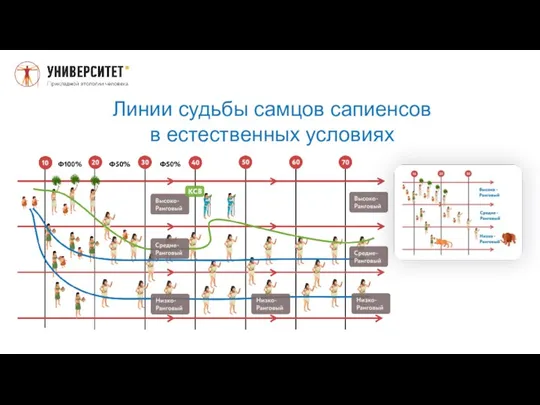 Линии судьбы самцов сапиенсов в естественных условиях