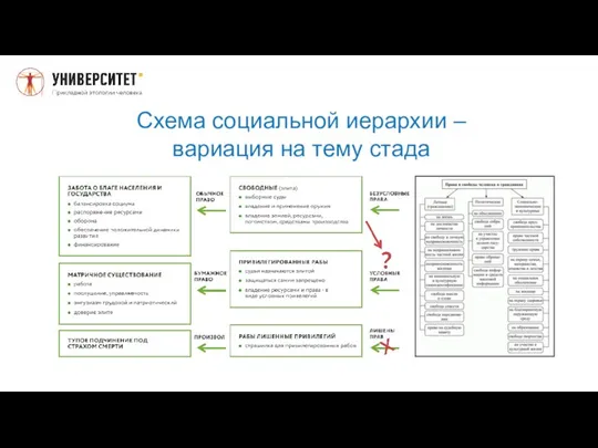 Схема социальной иерархии – вариация на тему стада