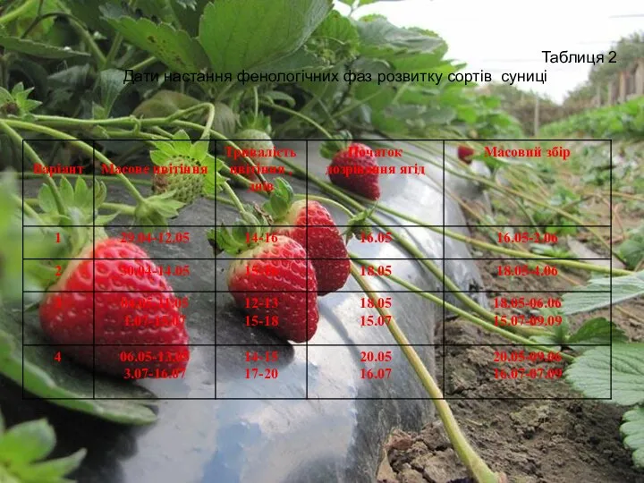 Таблиця 2 Дати настання фенологічних фаз розвитку сортів суниці Таблиця 2 Дати