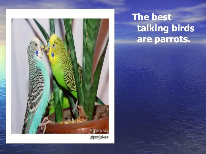 The best talking birds are parrots.