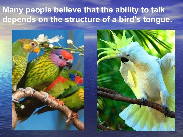 Many people believe that the ability to talk depends on the structure of a bird’s tongue.