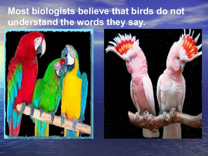 Most biologists believe that birds do not understand the words they say.