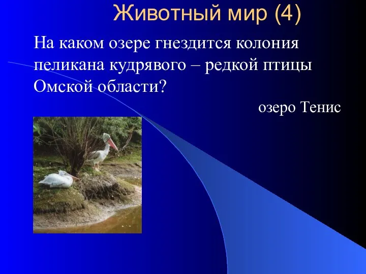 На каком озере гнездится колония пеликана кудрявого – редкой птицы Омской области?