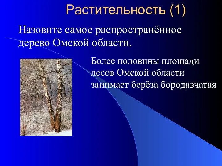 Назовите самое распространённое дерево Омской области. Более половины площади лесов Омской области