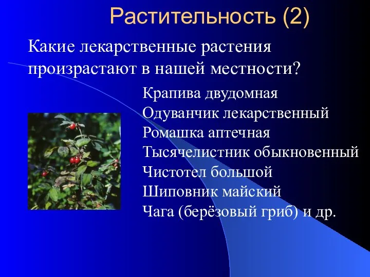 Какие лекарственные растения произрастают в нашей местности? Крапива двудомная Одуванчик лекарственный Ромашка