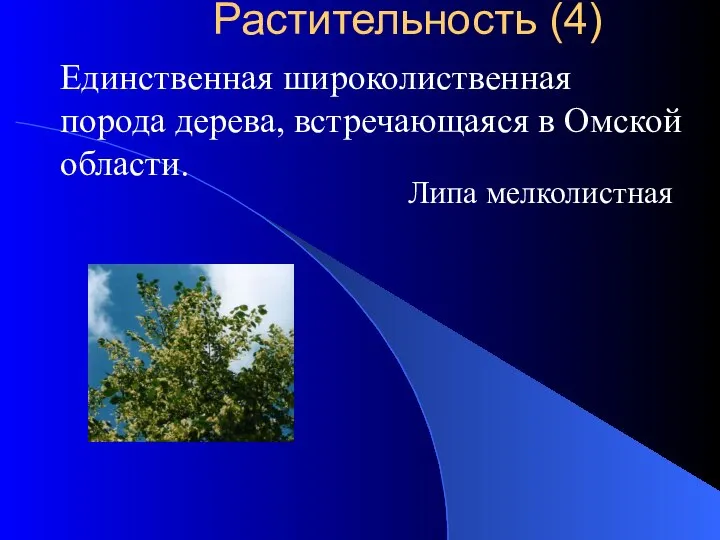 Единственная широколиственная порода дерева, встречающаяся в Омской области. Липа мелколистная Растительность (4)