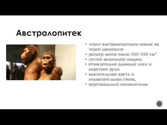 Австралопитек череп австралопитеков похож на череп шимпанзе размер мозга около 350-550 см3