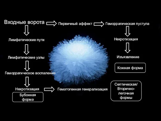 Входные ворота Первичный аффект Геморрагическая пустула Некротизация Изъязвление Лимфатические пути Лимфатические узлы