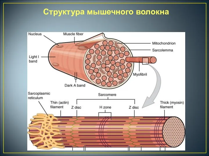Структура мышечного волокна