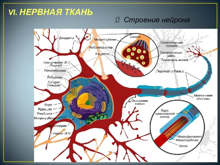 VI. НЕРВНАЯ ТКАНЬ Строение нейрона