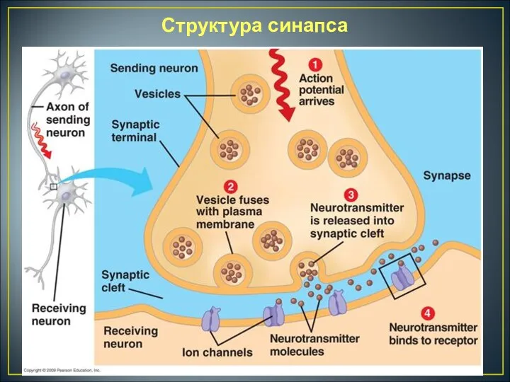 Структура синапса