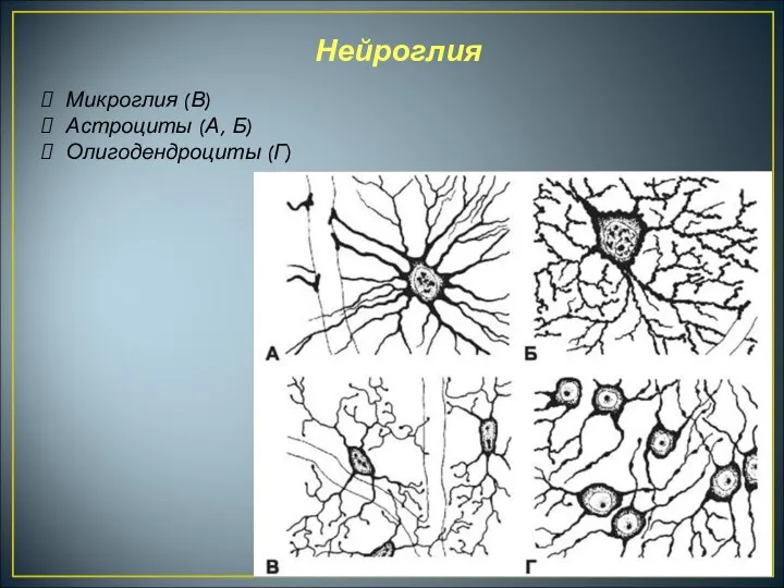 Нейроглия Микроглия (В) Астроциты (А, Б) Олигодендроциты (Г)