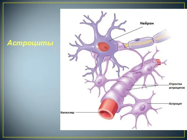 Астроциты