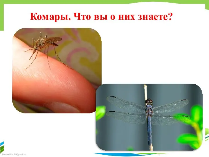 Комары. Что вы о них знаете?
