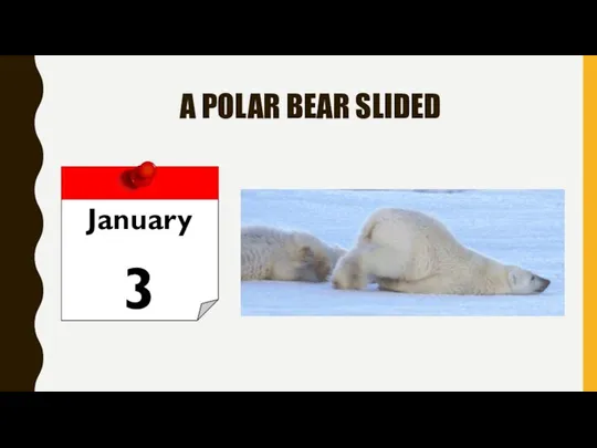 A POLAR BEAR SLIDED January 3