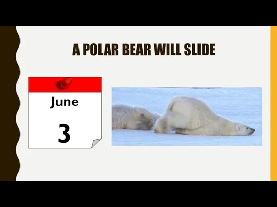 A POLAR BEAR WILL SLIDE June 3