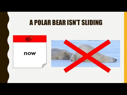 A POLAR BEAR ISN’T SLIDING now