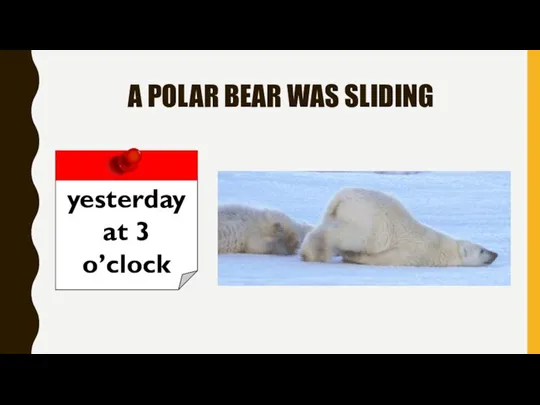 A POLAR BEAR WAS SLIDING yesterday at 3 o’clock