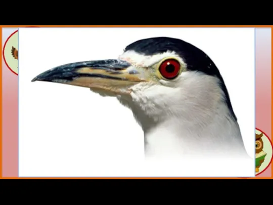 Почему у птиц нет зубов Зубы птицам не нужны. Они дробят пищу