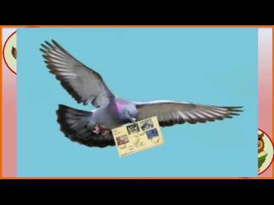 Почему некоторых голубей называют почтовыми Голубь привыкает к своему дому. Если его