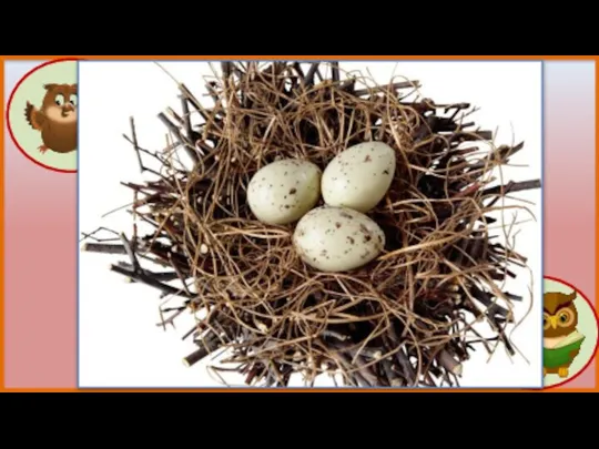 Почему птицы вьют гнёзда Птицы вьют гнёзда, чтобы откладывать в них яйца.