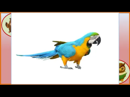 Почему попугаи разговаривают Попугаи очень умные и смышлённые птицы. У них хорошая