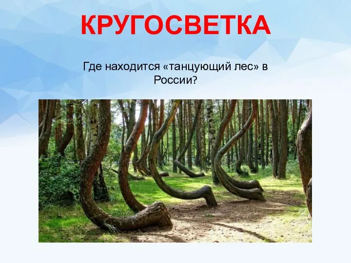 КРУГОСВЕТКА Где находится «танцующий лес» в России?