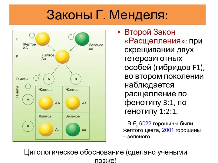 Второй Закон «Расщепления»: при скрещивании двух гетерозиготных особей (гибридов F1), во втором