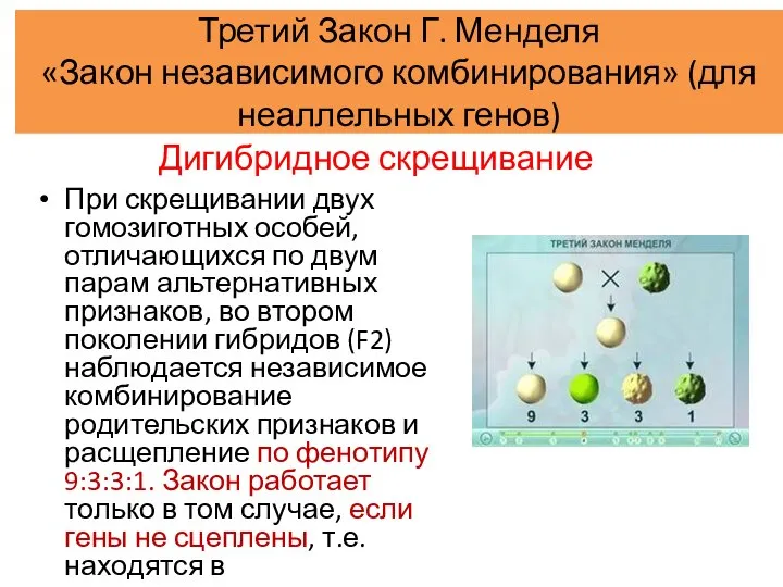 Третий Закон Г. Менделя «Закон независимого комбинирования» (для неаллельных генов) При скрещивании