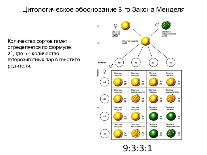 9:3:3:1 Цитологическое обоснование 3-го Закона Менделя Количество сортов гамет определяется по формуле: