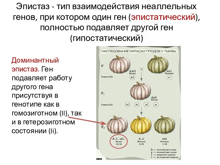 Эпистаз - тип взаимодействия неаллельных генов, при котором один ген (эпистатический), полностью