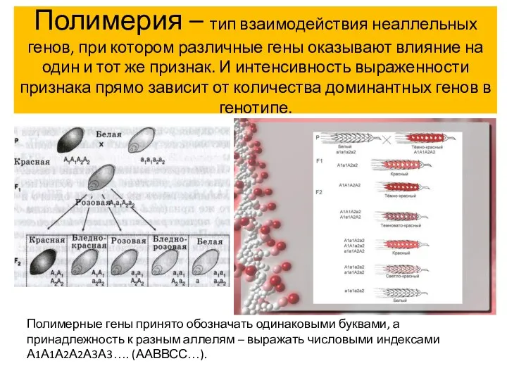 Полимерия – тип взаимодействия неаллельных генов, при котором различные гены оказывают влияние