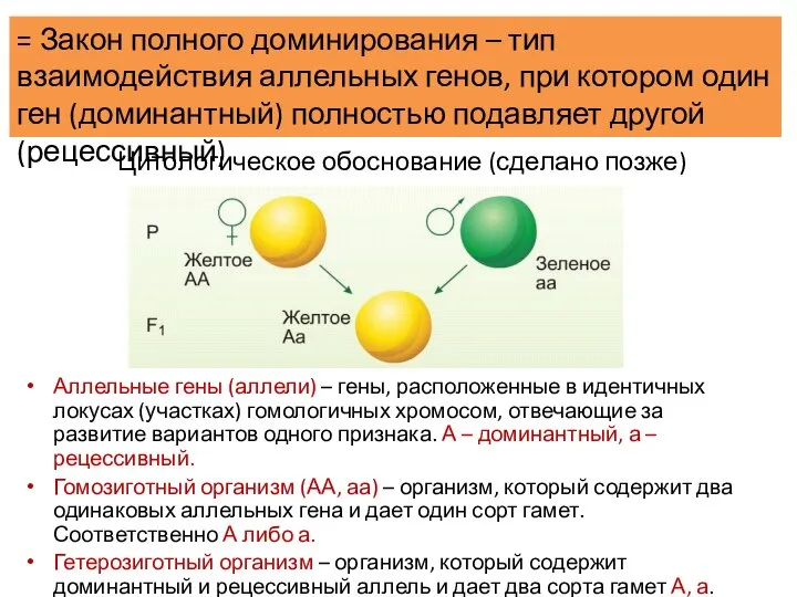 Цитологическое обоснование (сделано позже) Аллельные гены (аллели) – гены, расположенные в идентичных