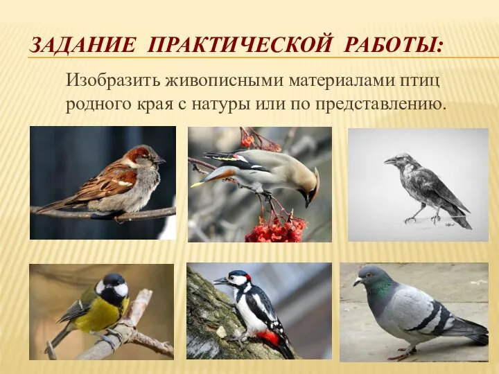 ЗАДАНИЕ ПРАКТИЧЕСКОЙ РАБОТЫ: Изобразить живописными материалами птиц родного края с натуры или по представлению.