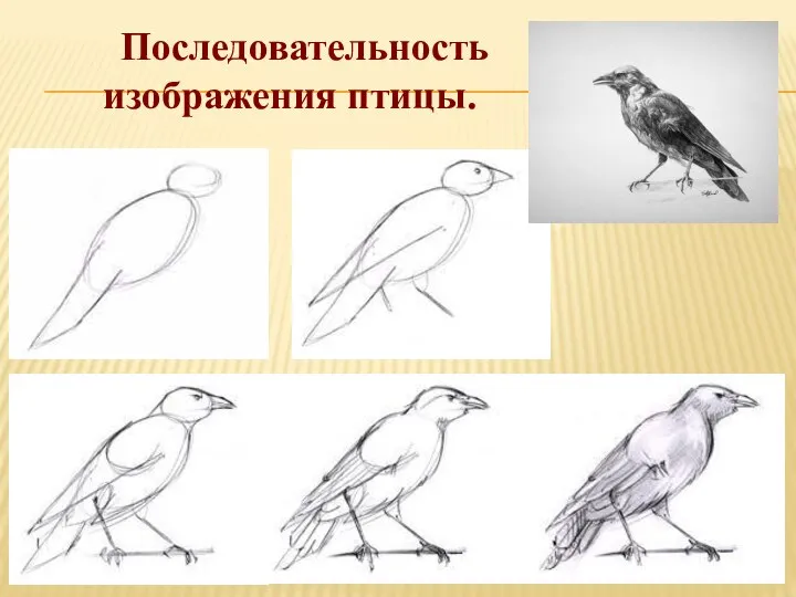 Последовательность изображения птицы.