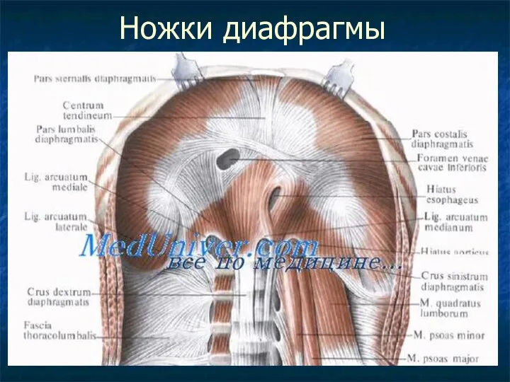 Ножки диафрагмы